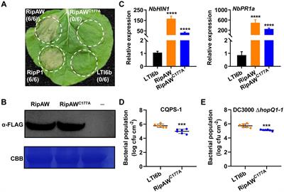 Ubiquitin E3 ligase activity of Ralstonia solanacearum effector RipAW is not essential for induction of plant defense in Nicotiana benthamiana